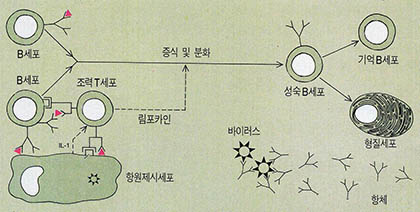 (그림6) 조력T세포가 B세포와 궁합을 맞춰 형질세포를 탄생케 한다.