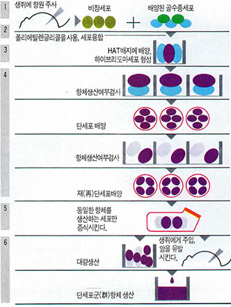 (그림7) 단세포군 항체 생산과정
