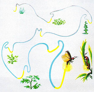 파이랄리스종(種)의 J자형 섬광^비행중인 파이랄리스(Photinus pyralis)의 숫컷이 J자형의 섬광을 보내면서 배우자를 유인하고 있다. 이들은 암컷이 쉬고 있는 나뭇잎에 섬광의 초점을 맞춘다.