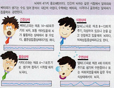 뇌파의 4가지 중요패턴