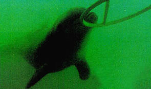 돌고래가 얼마나 깊이 잠수할수 있는지의 실험.돌고래가 핸들을 물면 소리가 나고 위에서는 수심을 측정한다.