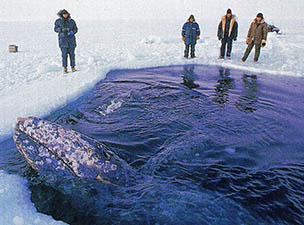 얼음에 갇힌 고래, 세마리중 한마리는 죽고 말았다.