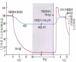 다람쥐를 4℃의 사육장에서 겨울잠을자게 하였을 때 나타나는 대사율과 체온의 변화