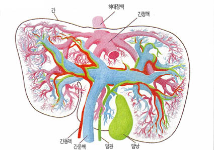 간 주변의 해부구조