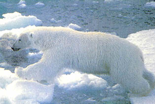 갈곳없는 발자국 1  ^온실효과로 북극곰은 갈곳을 잃을 것이며 다른 생명체도 장기적으로 같은 운명이 될지도.