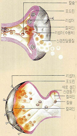 기억은 어떻게 형성되는가