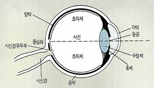눈동자의 구조
