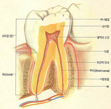 이의 구조