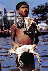 방글라데시 대홍수때의 어린이와 물에서 건진 염소