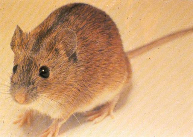 출혈열의 보균동물로 밝혀진 등줄 쥐. 이 들쥐를 이용하여 이호왕교수팀은 한탄 바이러스를 찾아내는 개가를 올렸다.