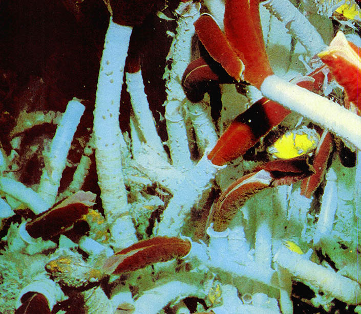 앨빈호가 촬영한 붉은 관모상의 튜브가 있는 환형류. 분출공부근에 밀집하여있고 3.5m정도의 크기다. 인간이 상상도 할수 없는 생태계 속에 살고있는 생물이다.