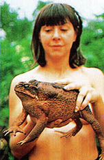 가이아나에 있는「들소 두꺼비」. 들쥐를 잘 잡아먹는다.