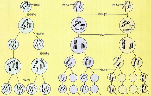 (그림4) 유사분열, 감수분열 및 화학물질 투여시 염색체변화 모형도