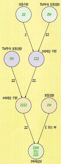 (그림5) 3배체성닭 대량생산 연구계획