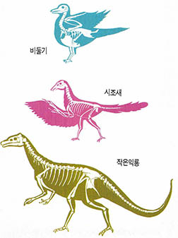 (그림1) 조류진화의 골격비교