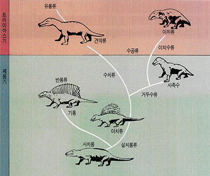 (그림2) 포유형파충류의 계통진화