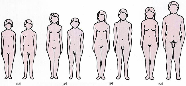 앞서거니 뒤서거니… 10세까지는 남녀 간 신장차가 별로 없다. 그러다가 13세가 되면 소녀들의 키가 소년들보다 커지지만, 16세가 되면 역전된다.