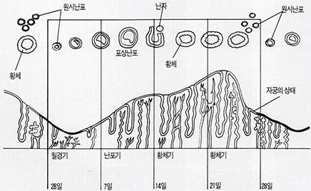 월경주기 동안의 변화