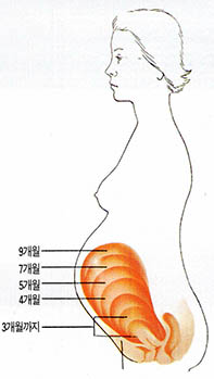 아기는 엄마 뱃속에서 이렇게 자라고…