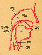 (그림 4) 음성의 생성기구