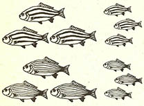 물고기의 크기와 줄무늬의 모양 사이의 관계