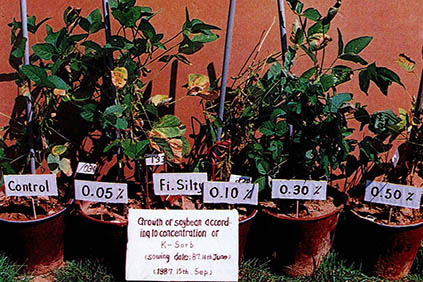 (사진 2) 토양보수제의 응용 (화분실험)^필자의 연구팀의 K-소브(Sorb)를 콩에 적용한 실험이다.