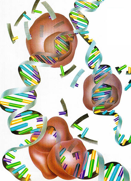 복제된 DNA^세포분열시 DNA가 복제됨으로써 유전정보가 전달된다.