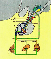 유즙분비·성선(난소와 고환)기능을 조절하는 뇌하수체와 시상하부^A 시상하부 B 뇌하수체 C 고환 D 난소 DA 도파민 FSH/LH 성선자극호르몬 GnRH 성선자극호르몬분비 촉진호르몬 PRL 유즙분비자극 호르몬