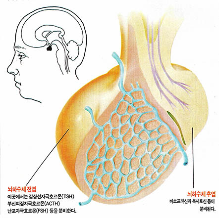 뇌하수체의 위치