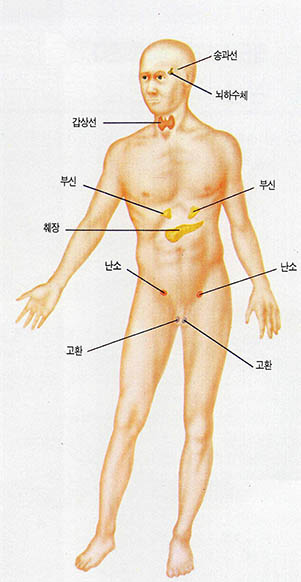 호르몬이 분비되는 장기