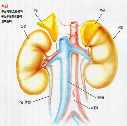 부신^부신피질 호르몬과 부신수질 호르몬이 분비된다.