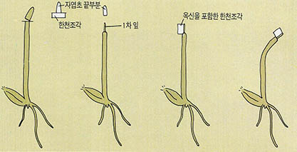 자엽초의 굴성실험