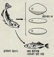 가시고기의 행동