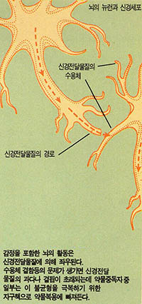 뇌 속의 화학작용 이상