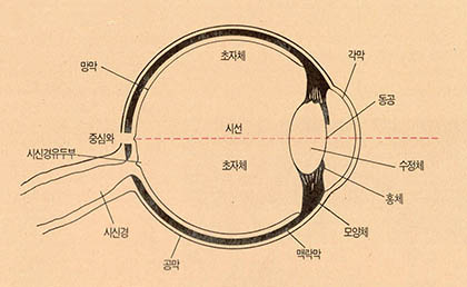 (그림1)눈의 구조