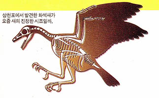 삼천포에서 발견한 화석새가 요즘 새의 진정한 시조일까.