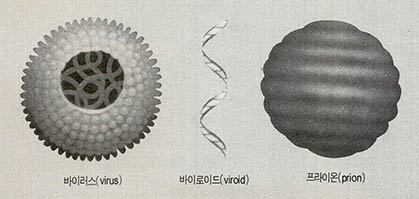 바이로이드는 DNA나 RNA만, 프라이온은 단백질만 가지고 있다.