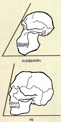 (그림1) 오스트랄로 피테쿠스와 현대인의 안면각의 비교