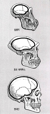 (그림 4)뇌의 용량 비교