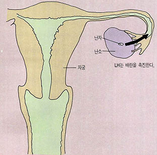 배란기의 자궁