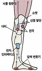 「촉감시스템」은 의족보행자들에게 대단한 희망이 될 수 있다.