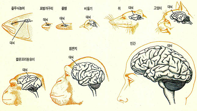 (그림1) 척추동물의 뇌