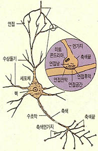(그림2) 뉴런의 구조