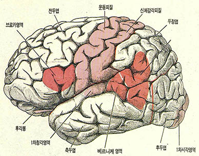 (그림3) 좌측에서 본 인간대뇌