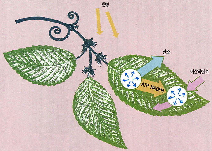 광합성의 메커니즘 규명