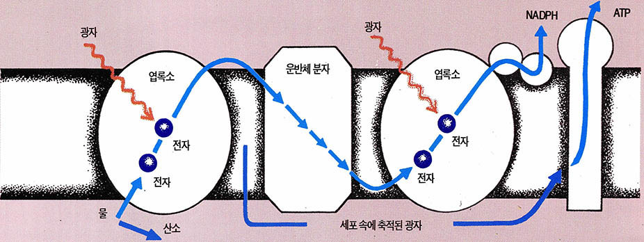 화학적인 에너지 흐름