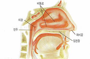 후각은 5감중 가장 알려진 것이 적다. 