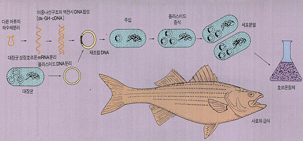 (그림 2)어류성장호르몬의 클로닝(cloning)