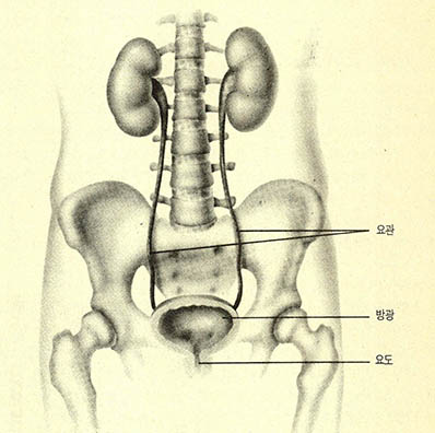 (그림)배뇨를 담당하는 장기들