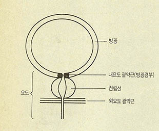 (그림2)남자의 방광과 요도의 단면도